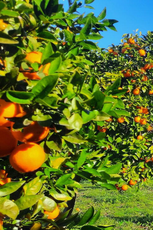 Mallorca: West Coast & Orange Valley MiniBusTour ENGLISH - Tour Overview and Pricing