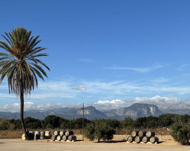 Mallorca Wine Cellar Tour XL - Incl. 3 Wine Tastings ENGLISH - Tasting Details