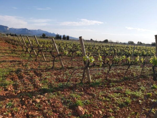 Mallorca Wine Cellar Tour XL - Incl. 3 Wine Tastings ENGLISH - Frequently Asked Questions