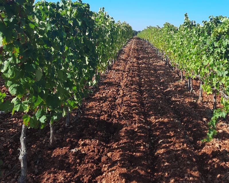 Mallorca: Wine Cellar Tour XL - including 3 Wine Tastings - FAQ