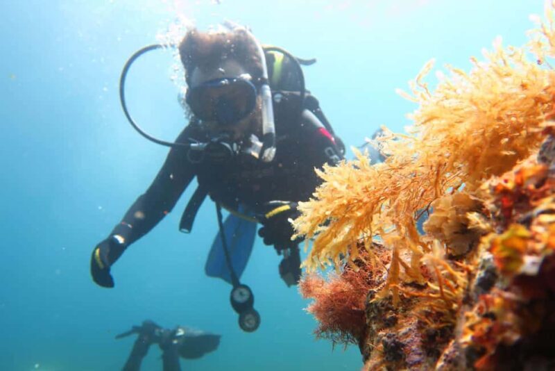Malta: Beginner Scuba Diving with Dive Registration - The Authentic Underwater Experience