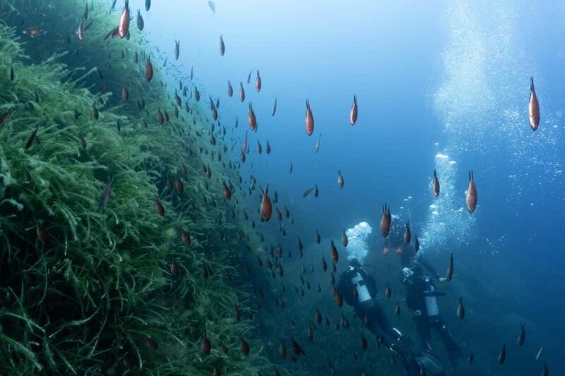 Malta: Beginner Scuba Diving with Dive Registration - FAQ