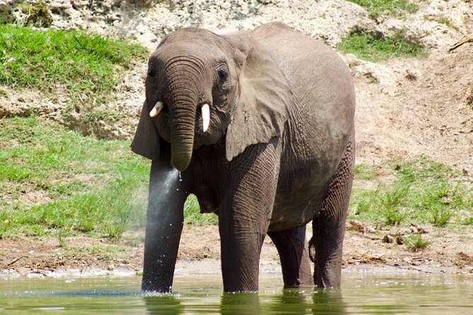 Mambo Gorilla Safaris, Is an African Based Tour Agency, Offering the Best Ever - Tour Agency Overview