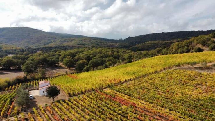 Mamoiada: Visit a Winery With Wine Tasting - Good To Know
