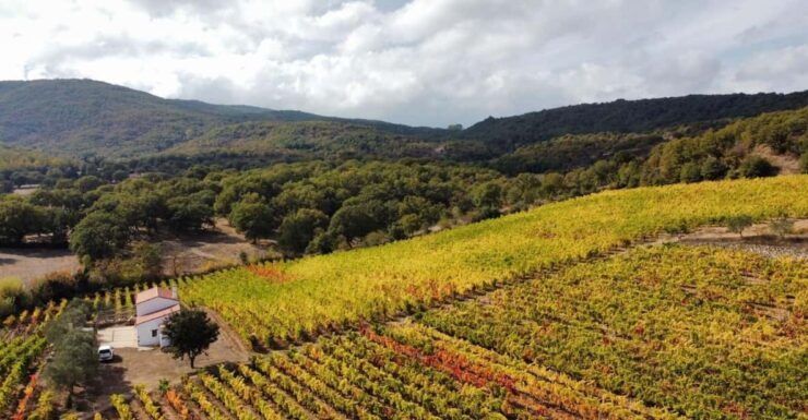 Mamoiada: Visit a Winery With Wine Tasting - Experience Highlights of the Tour