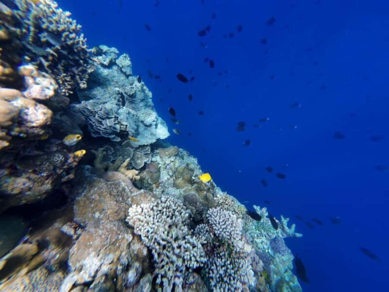 Manado: Bunaken National Park Snorkeling or Diving Tour - The Sum Up