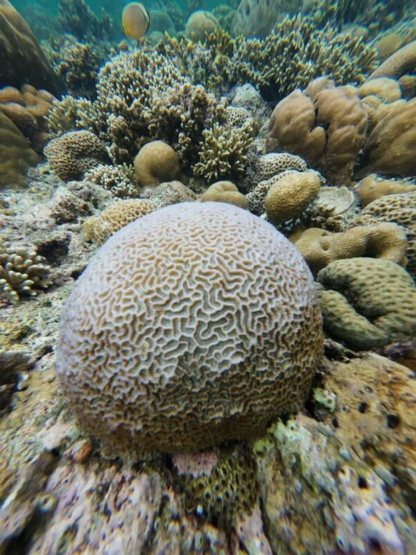 Manado: Bunaken National Park Snorkeling or Diving Tour - Good To Know