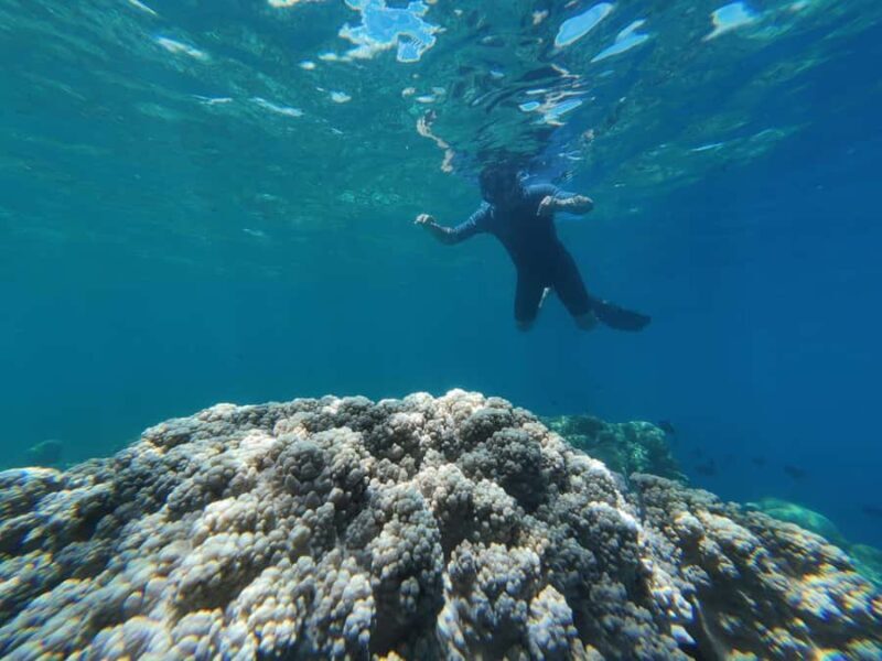 Manado: Bunaken National Park Snorkeling or Diving Tour - Who Should Consider This Tour?