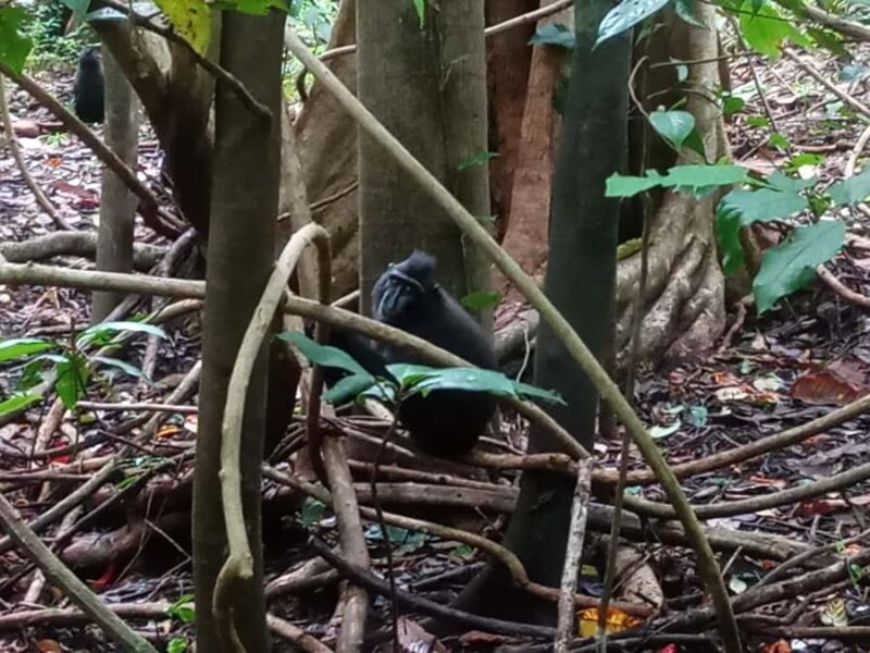 Manado: Tangkoko Wildlife, Waruga, and Lembeh Strait Tour - Exploring Tangkoko National Park: Wild Encounters and Unique Wildlife