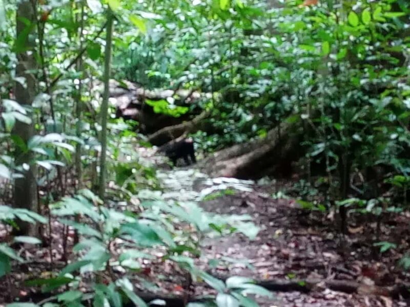 Manado: Tangkoko Wildlife, Waruga, and Lembeh Strait Tour - Good To Know