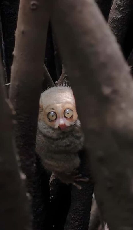 Manado: Tarsier Mangrove Forest Kayak Tour - Good To Know