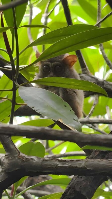 Manado: Tarsier Mangrove Forest Kayak Tour - Final Thoughts