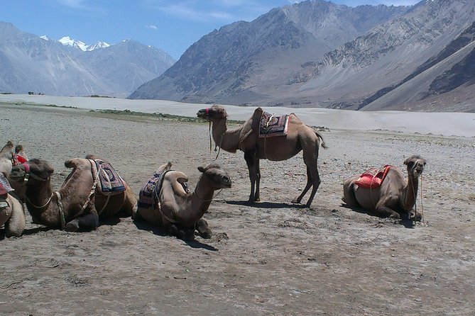 Manali to Kashmir 12-Night Small-Group Motorcycle Tour (Feb ) - Tour Overview