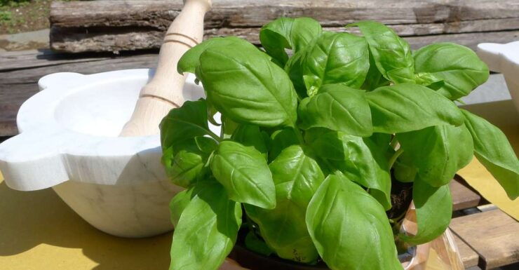 Manarola: Pesto Making Class With Tasting and Wine - Booking Details