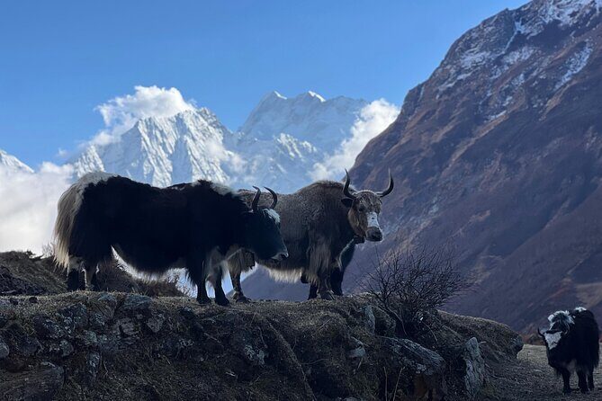Manaslu Circuit Trek Untouched Beauty of Nepal - FAQ