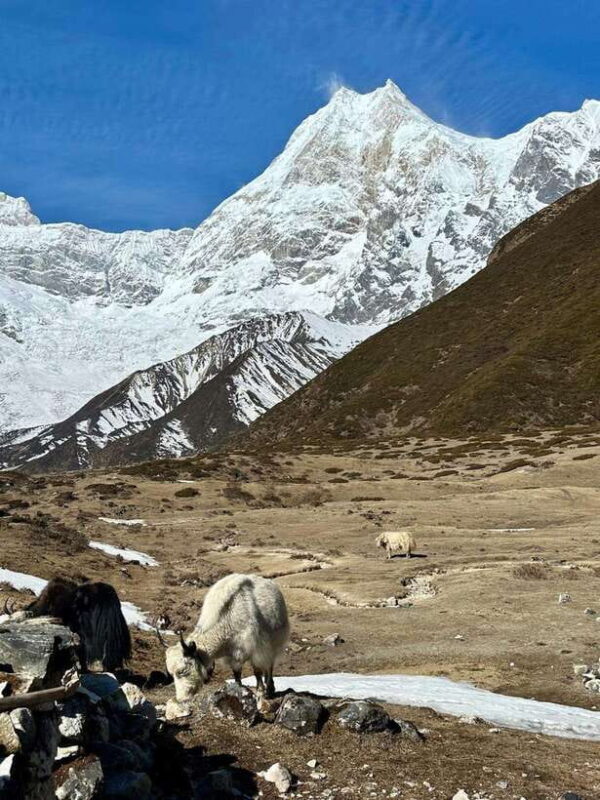 Manaslu Circuit Trek with Larkya La Pass - Hidden Gems - Final Thoughts: Is This Trek for You?