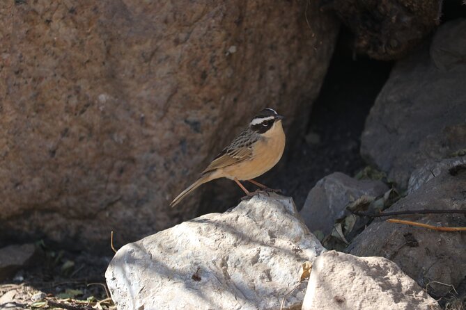 Manaslu Larke Pass Trekking - Questions and Assistance for the Trek