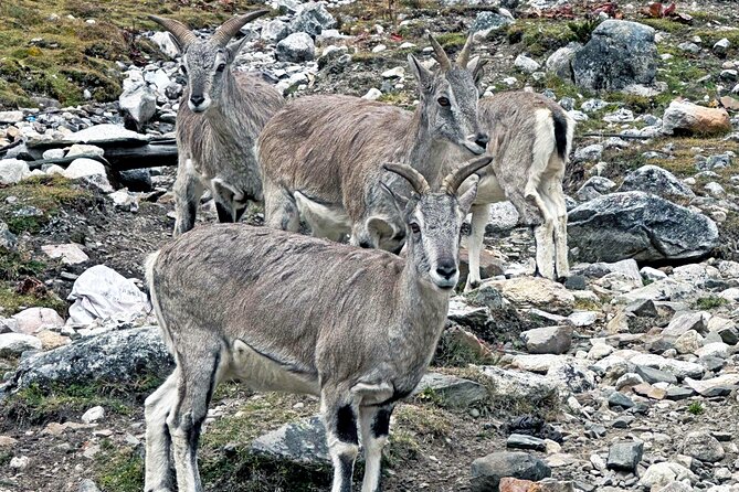 Manaslu Tsum Valley Trekking - Safety Measures and Emergency Services
