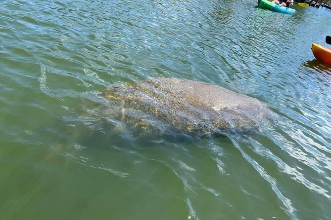 Manatee and Dolphin Kayak Tour - Tour Details and Logistics