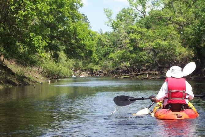 Manatee and Dolphin Kayaking Encounter - Wildlife and Natural Environment