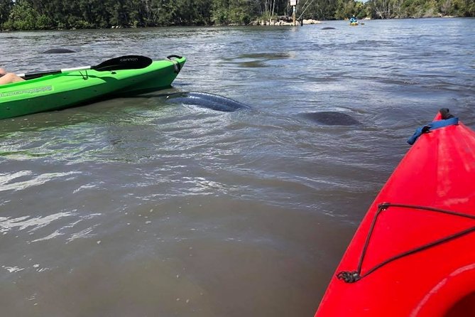 Manatee and Dolphin Kayaking Encounter - Guides and Commentary