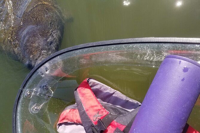 Manatee And Dolphin Tour - Manatee And Dolphin Tour Review