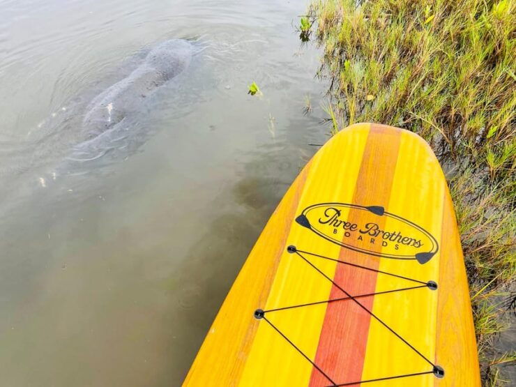 Manatee and Nature Tour of Ormond Beach - Good To Know