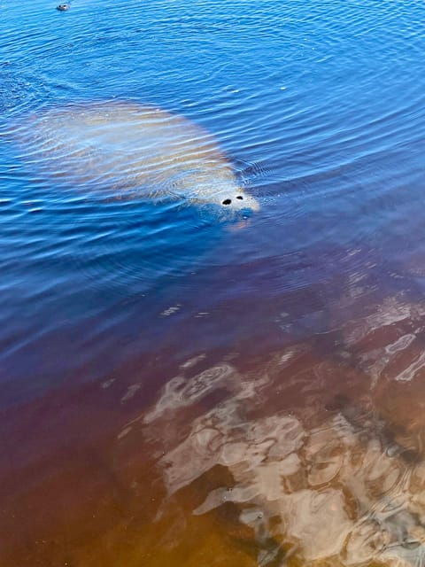 Manatee and Nature Tour of Ormond Beach - Booking Information