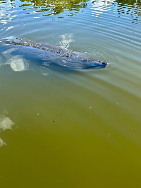 Manatee and Nature Tour of Ormond Beach - Experience Highlights