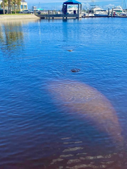 Manatee and Nature Tour of Ormond Beach - Wildlife Encounters