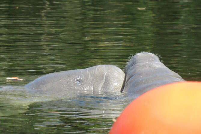 Manatee Discovery Kayak Tour for Small Groups Near Orlando - Tour Details
