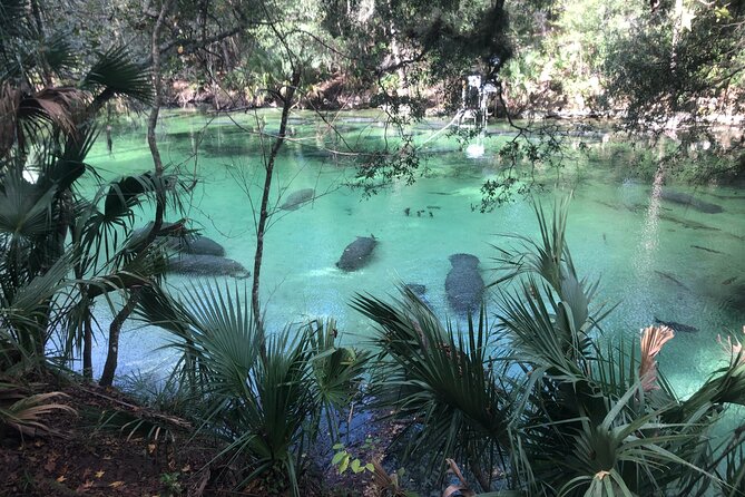 Manatee Discovery Kayak Tour for Small Groups Near Orlando - What to Bring