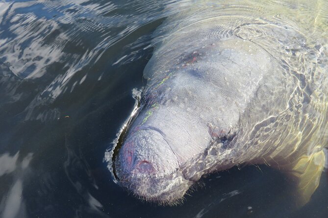 Manatee Discovery Kayak Tour for Small Groups Near Orlando - The Sum Up