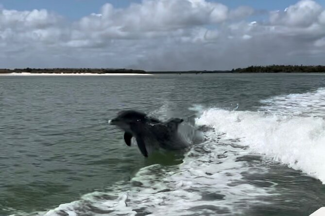 Manatee, Dolphin, and 10,000 Islands Eco Beach Tour by Boat - Pricing and Booking