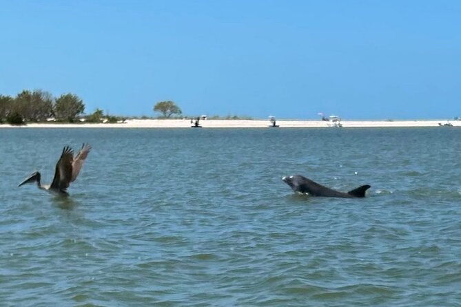 Manatee, Dolphin, and 10,000 Islands Eco Beach Tour by Boat - Meeting Point and End Point