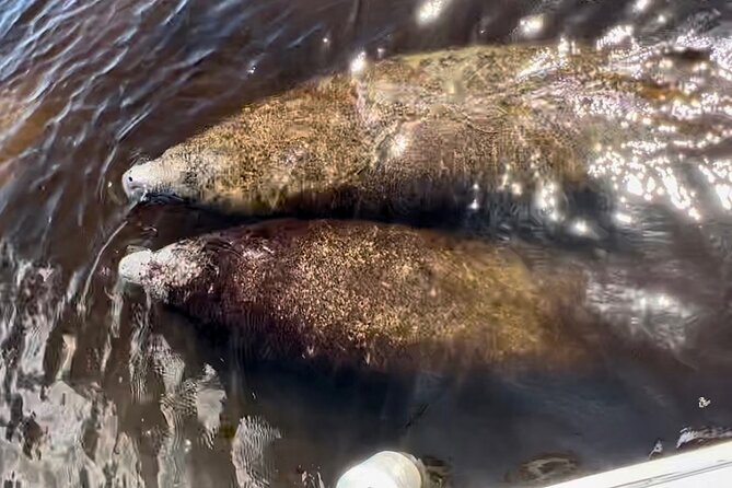 Manatee, Dolphin, and 10,000 Islands Eco Beach Tour by Boat - Reviews