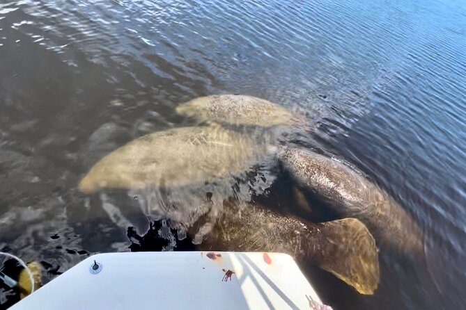 Manatee, Dolphin, and 10,000 Islands Eco Beach Tour by Boat - Common Questions