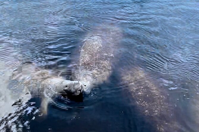 Manatee, Dolphin, and 10,000 Islands Eco Beach Tour by Boat - The Sum Up