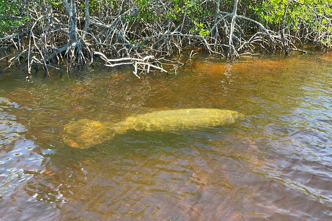 Manatee, Dolphin and 10,000 Islands Sunset Cruise! - Questions and Product Code