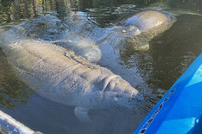 Manatee Kayak Encounter - Good To Know