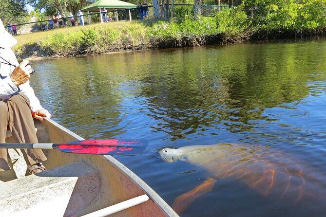 Manatee Kayak Encounter - An In-Depth Review of the Manatee Kayak Encounter
