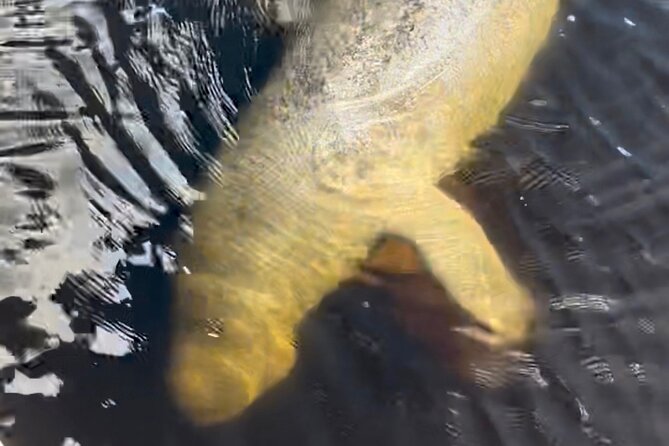 Manatee Sightseeing and Wildlife Boat Tour - Positive Feedback on Captain John and Overall Experience