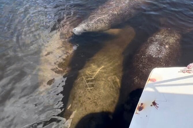 Manatee Sightseeing and Wildlife Boat Tour - Directions to Port of the Islands Marina