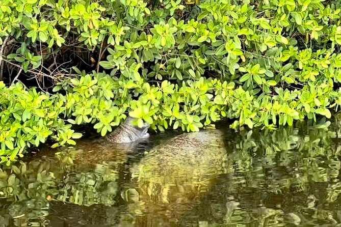 Manatee Sightseeing and Wildlife Boat Tour - Common Questions