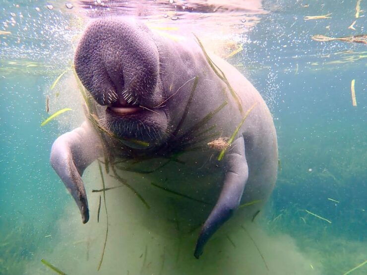 Manatee Snorkel Tour From American Pro Diving Center - Good To Know