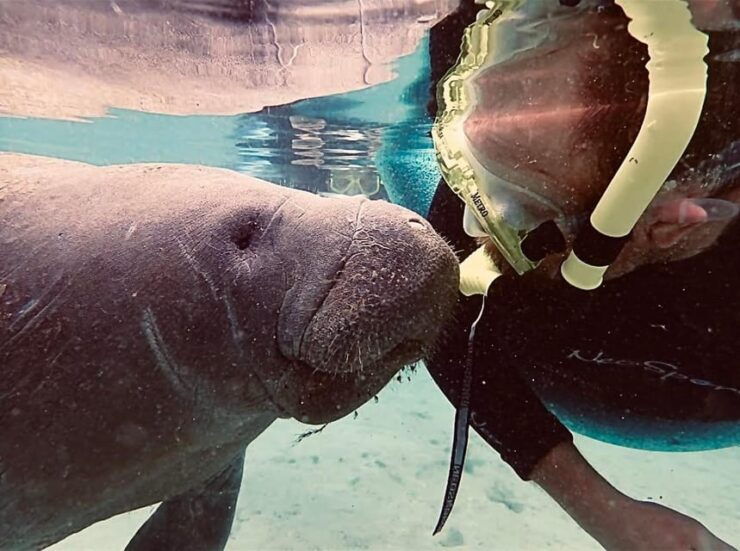 Manatee Snorkel Tour From American Pro Diving Center - Booking Information