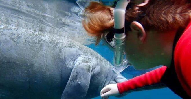 Manatee Snorkel Tour From American Pro Diving Center - Amenities and Inclusions