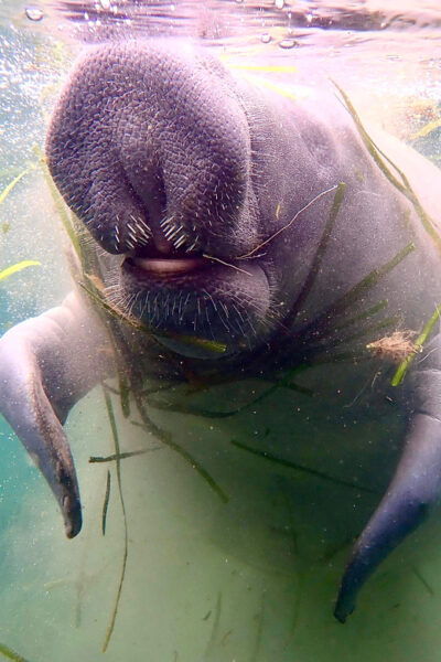 Manatee Snorkel Tour From American Pro Diving Center - Frequently Asked Questions