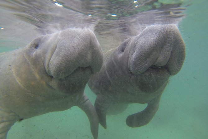 Manatee Snorkel Tour With In-Water Divemaster/Photographer - Cancellation Policy