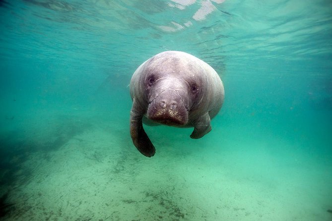 Manatee Snorkel Tour With In-Water Divemaster/Photographer - Customer Reviews